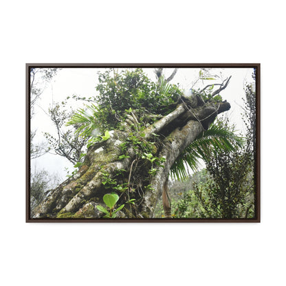 Rainforest Trails & Views - Gallery Canvas Wraps, Horizontal Frame - El Yunque National Forest - Puerto Rico - Tradewinds Trail - Dramatic view of tree battered by Hurricane Maria - Green Forest Home