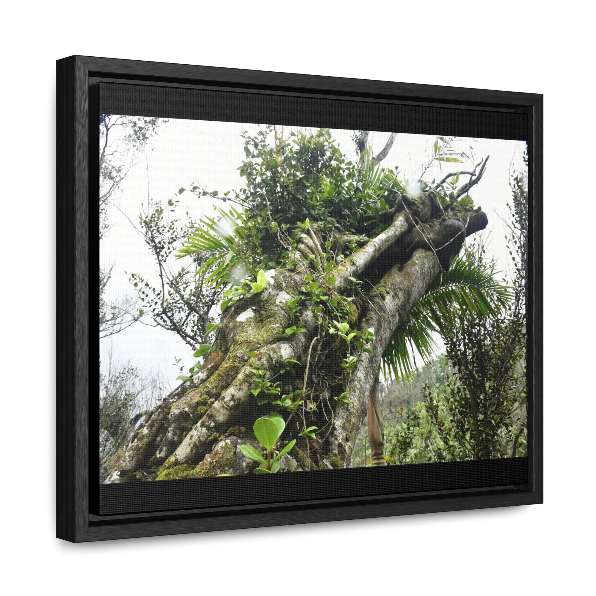 Rainforest Trails & Views - Gallery Canvas Wraps, Horizontal Frame - El Yunque National Forest - Puerto Rico - Tradewinds Trail - Dramatic view of tree battered by Hurricane Maria - Green Forest Home