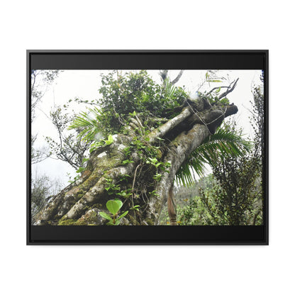 Rainforest Trails & Views - Gallery Canvas Wraps, Horizontal Frame - El Yunque National Forest - Puerto Rico - Tradewinds Trail - Dramatic view of tree battered by Hurricane Maria - Green Forest Home