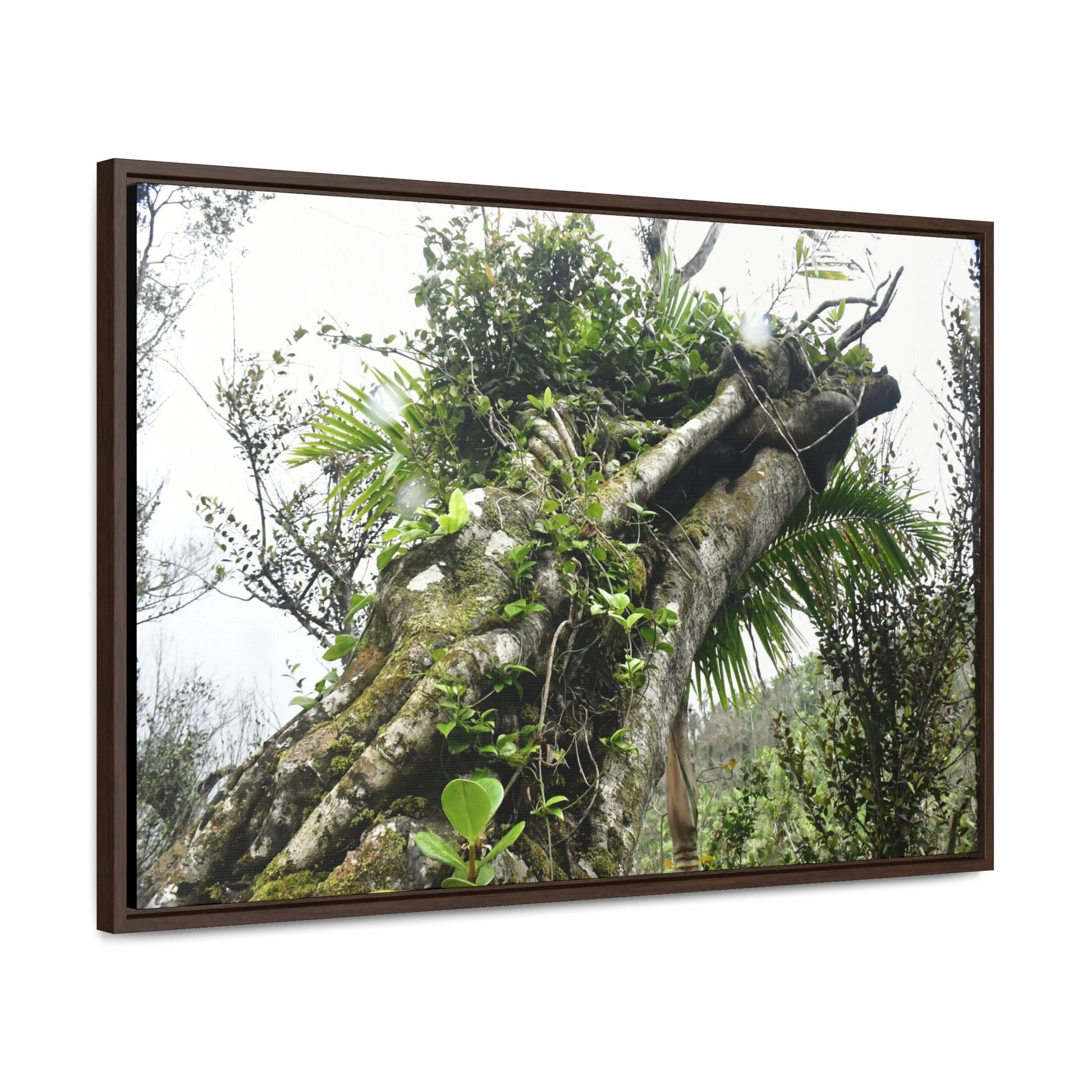 Rainforest Trails & Views - Gallery Canvas Wraps, Horizontal Frame - El Yunque National Forest - Puerto Rico - Tradewinds Trail - Dramatic view of tree battered by Hurricane Maria - Green Forest Home