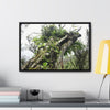 Rainforest Trails & Views - Gallery Canvas Wraps, Horizontal Frame - El Yunque National Forest - Puerto Rico - Tradewinds Trail - Dramatic view of tree battered by Hurricane Maria - Green Forest Home