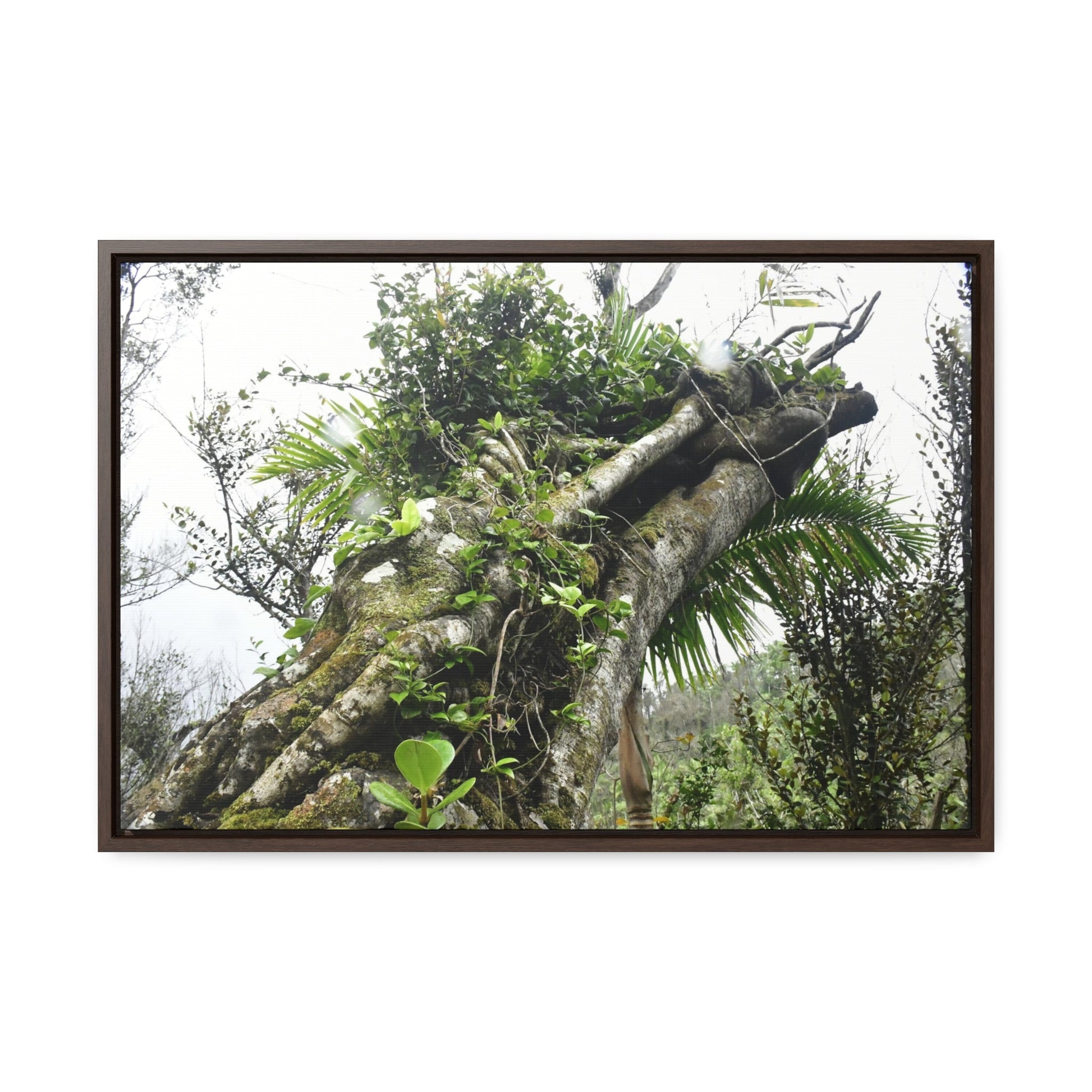 Rainforest Trails & Views - Gallery Canvas Wraps, Horizontal Frame - El Yunque National Forest - Puerto Rico - Tradewinds Trail - Dramatic view of tree battered by Hurricane Maria - Green Forest Home