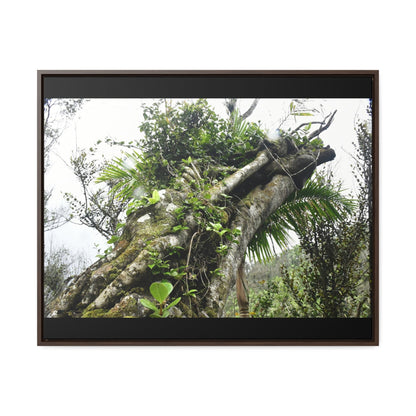 Rainforest Trails & Views - Gallery Canvas Wraps, Horizontal Frame - El Yunque National Forest - Puerto Rico - Tradewinds Trail - Dramatic view of tree battered by Hurricane Maria - Green Forest Home
