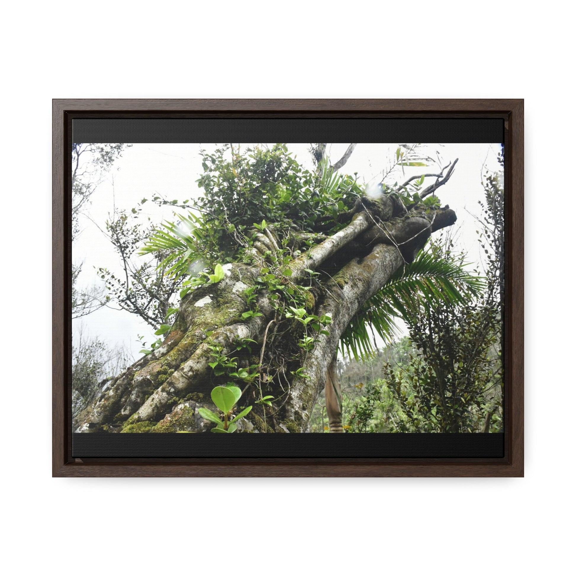 Rainforest Trails & Views - Gallery Canvas Wraps, Horizontal Frame - El Yunque National Forest - Puerto Rico - Tradewinds Trail - Dramatic view of tree battered by Hurricane Maria - Green Forest Home