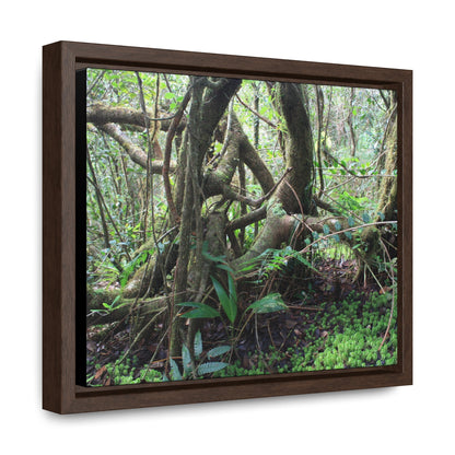 Rainforest Trails & Views - Gallery Canvas Wraps, Horizontal Frame - El Yunque National Forest - Puerto Rico - Tradewinds trail tree-jungle in the cloud forest - Green Forest Home