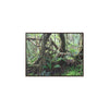 Rainforest Trails & Views - Gallery Canvas Wraps, Horizontal Frame - El Yunque National Forest - Puerto Rico - Tradewinds trail tree-jungle in the cloud forest - Green Forest Home