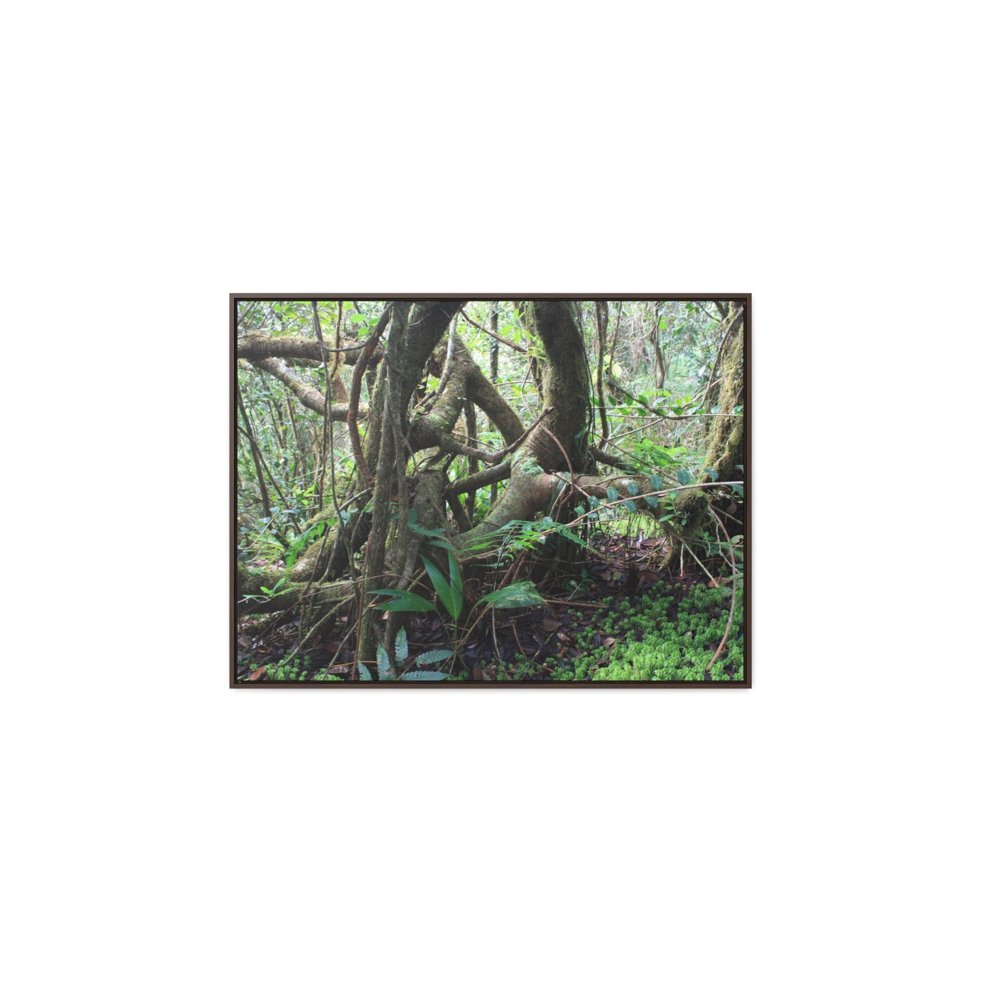 Rainforest Trails & Views - Gallery Canvas Wraps, Horizontal Frame - El Yunque National Forest - Puerto Rico - Tradewinds trail tree-jungle in the cloud forest - Green Forest Home