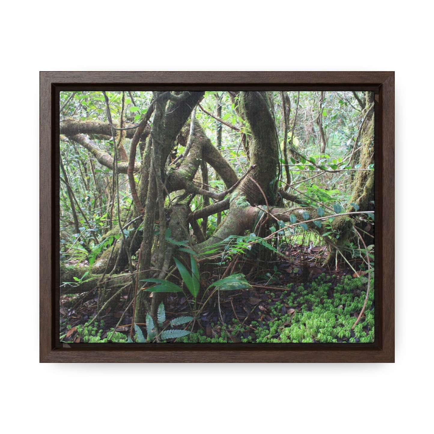Rainforest Trails & Views - Gallery Canvas Wraps, Horizontal Frame - El Yunque National Forest - Puerto Rico - Tradewinds trail tree-jungle in the cloud forest - Green Forest Home