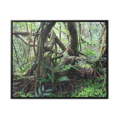 Rainforest Trails & Views - Gallery Canvas Wraps, Horizontal Frame - El Yunque National Forest - Puerto Rico - Tradewinds trail tree-jungle in the cloud forest - Green Forest Home