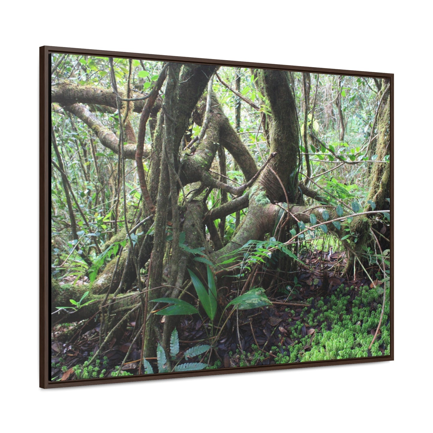 Rainforest Trails & Views - Gallery Canvas Wraps, Horizontal Frame - El Yunque National Forest - Puerto Rico - Tradewinds trail tree-jungle in the cloud forest - Green Forest Home
