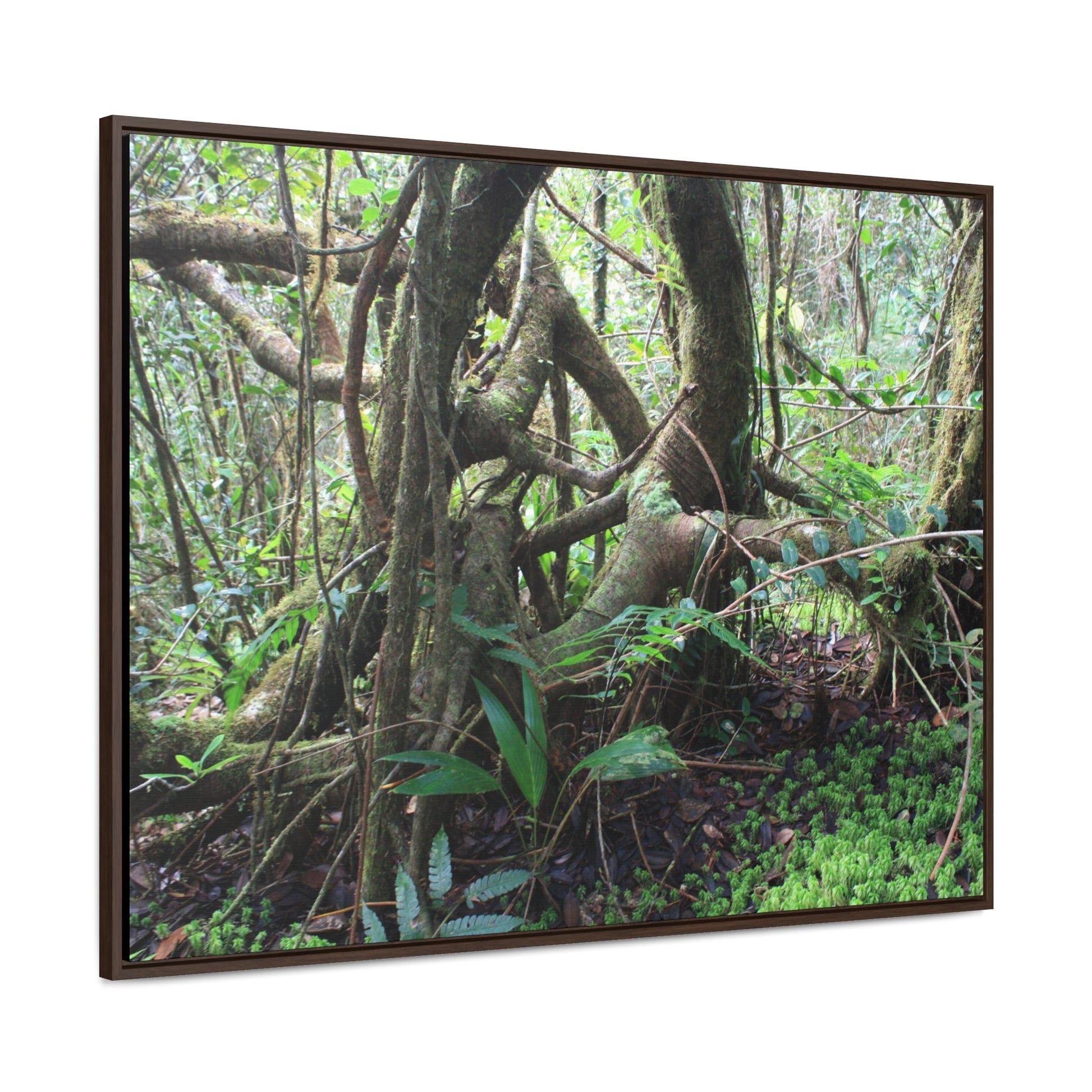 Rainforest Trails & Views - Gallery Canvas Wraps, Horizontal Frame - El Yunque National Forest - Puerto Rico - Tradewinds trail tree-jungle in the cloud forest - Green Forest Home