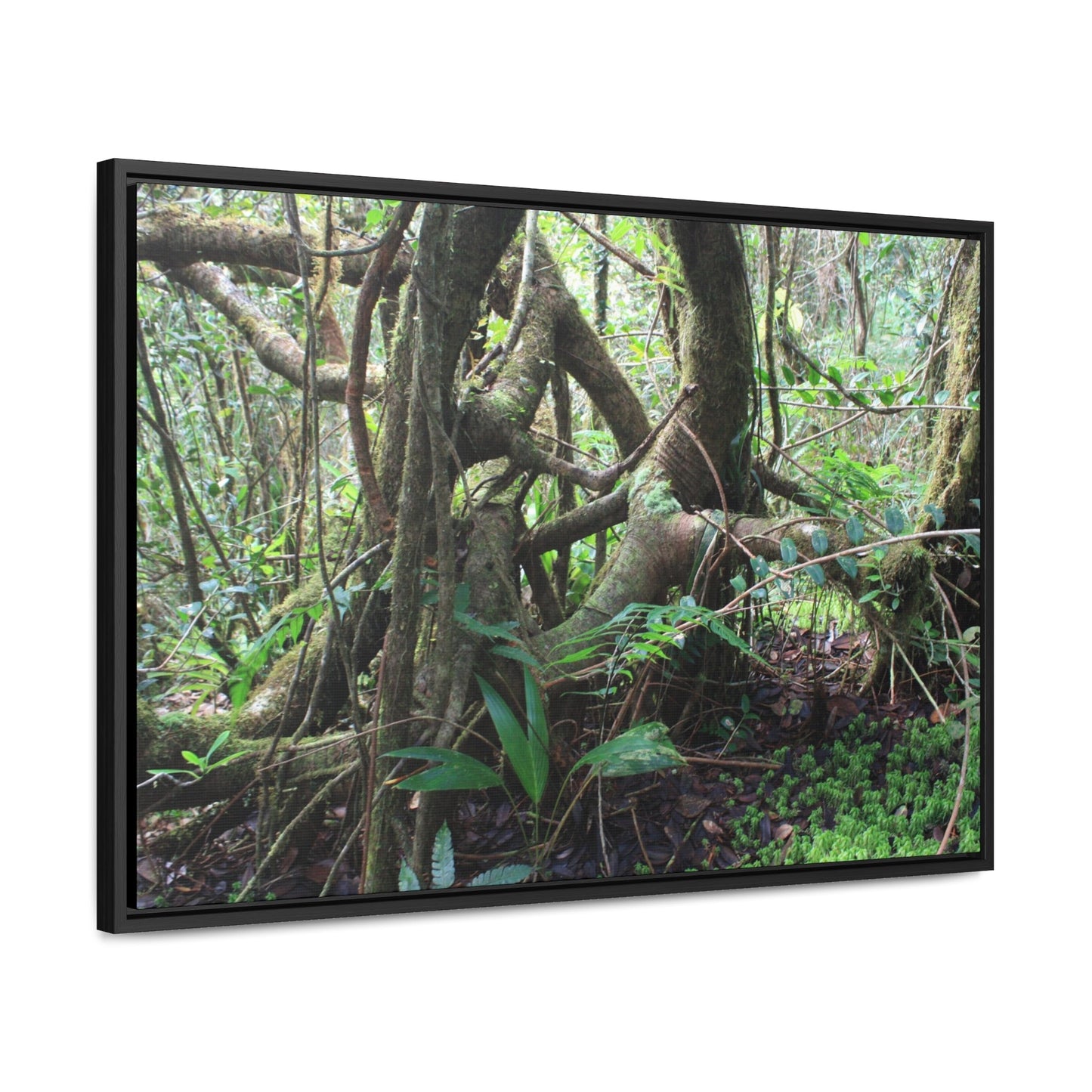 Rainforest Trails & Views - Gallery Canvas Wraps, Horizontal Frame - El Yunque National Forest - Puerto Rico - Tradewinds trail tree-jungle in the cloud forest - Green Forest Home