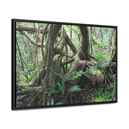 Rainforest Trails & Views - Gallery Canvas Wraps, Horizontal Frame - El Yunque National Forest - Puerto Rico - Tradewinds trail tree-jungle in the cloud forest - Green Forest Home
