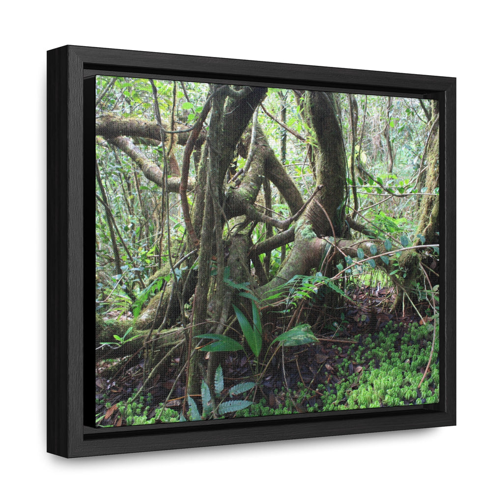 Rainforest Trails & Views - Gallery Canvas Wraps, Horizontal Frame - El Yunque National Forest - Puerto Rico - Tradewinds trail tree-jungle in the cloud forest - Green Forest Home