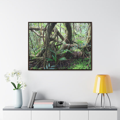 Rainforest Trails & Views - Gallery Canvas Wraps, Horizontal Frame - El Yunque National Forest - Puerto Rico - Tradewinds trail tree-jungle in the cloud forest - Green Forest Home
