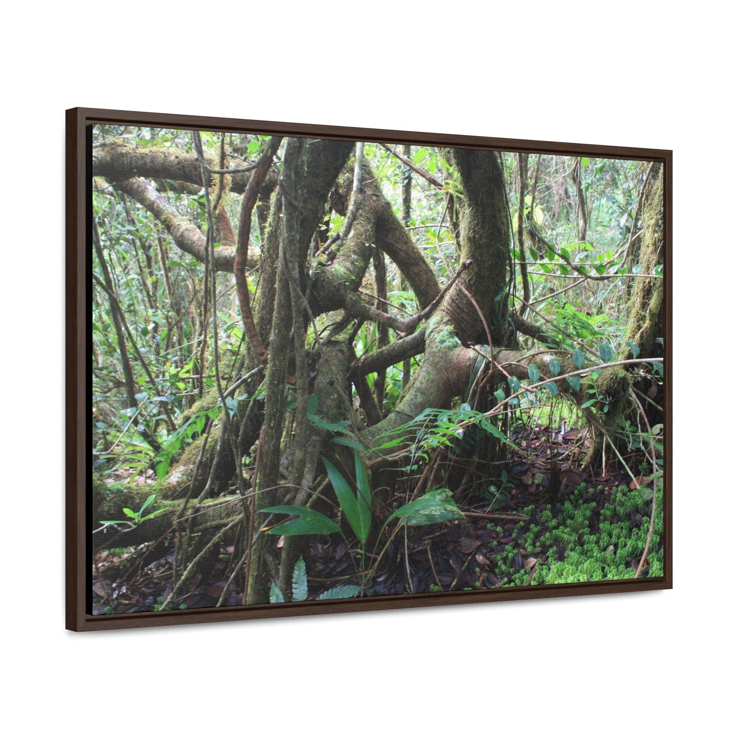 Rainforest Trails & Views - Gallery Canvas Wraps, Horizontal Frame - El Yunque National Forest - Puerto Rico - Tradewinds trail tree-jungle in the cloud forest - Green Forest Home