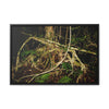 Rainforest Trails & Views - Gallery Canvas Wraps, Horizontal Frame - El Yunque National Forest - Puerto Rico - Tradewinds trail weird trees - Green Forest Home