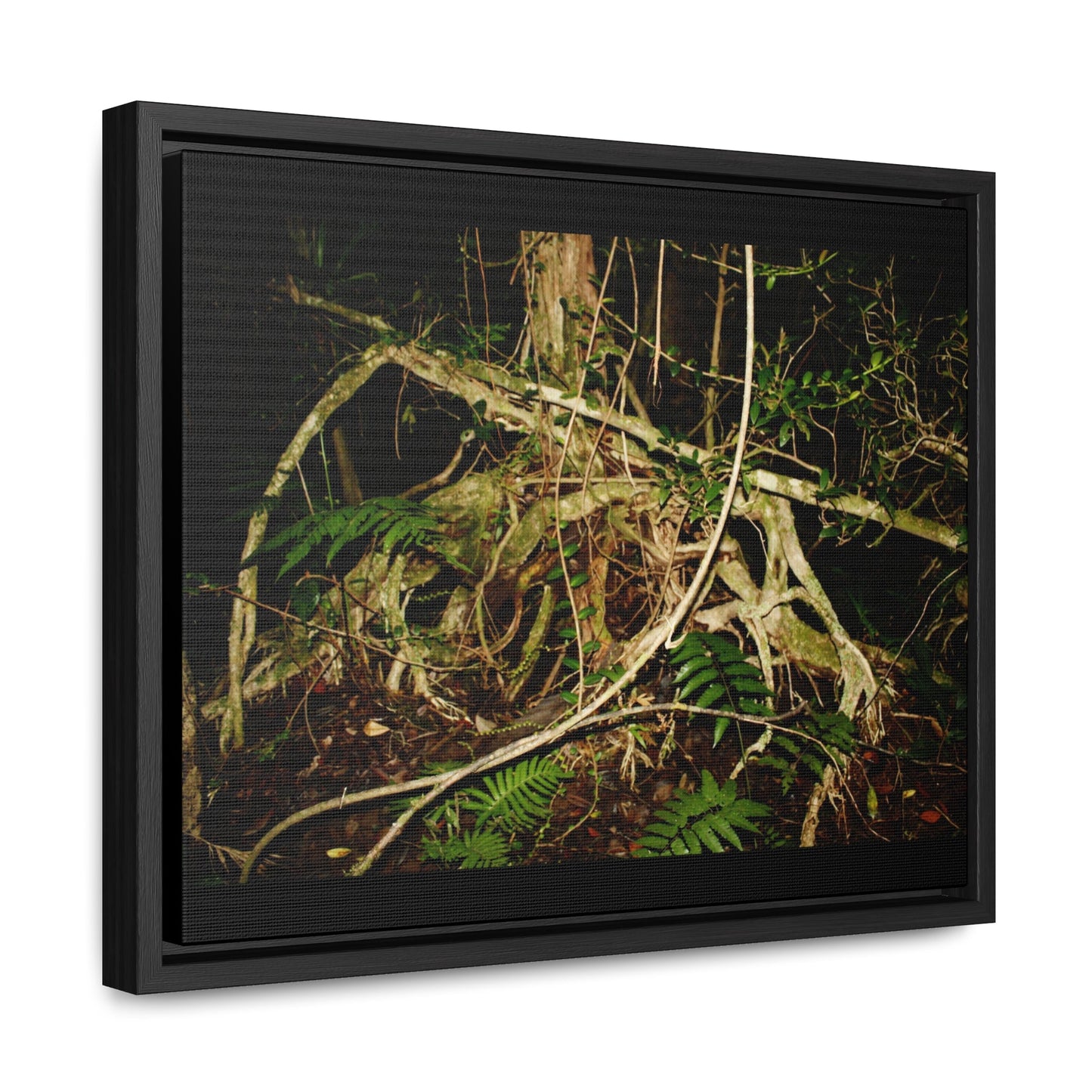 Rainforest Trails & Views - Gallery Canvas Wraps, Horizontal Frame - El Yunque National Forest - Puerto Rico - Tradewinds trail weird trees - Green Forest Home
