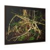 Rainforest Trails & Views - Gallery Canvas Wraps, Horizontal Frame - El Yunque National Forest - Puerto Rico - Tradewinds trail weird trees - Green Forest Home