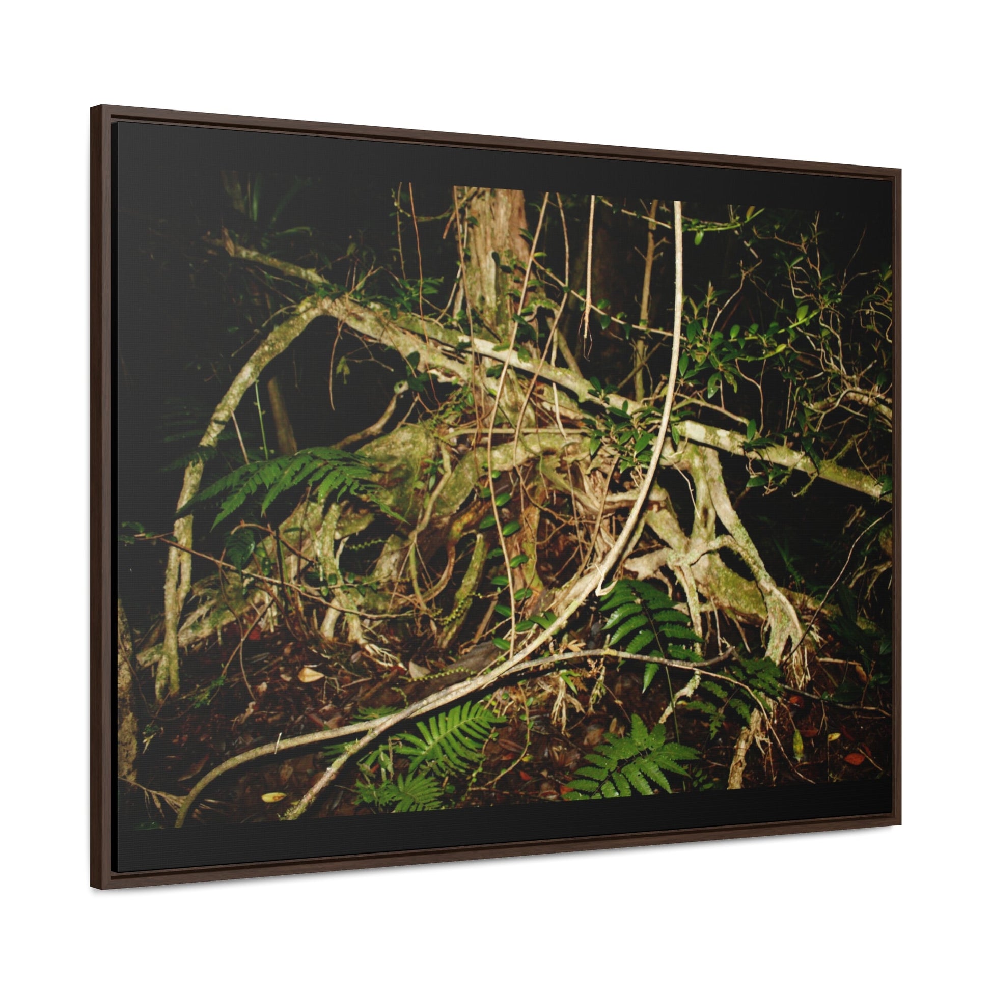 Rainforest Trails & Views - Gallery Canvas Wraps, Horizontal Frame - El Yunque National Forest - Puerto Rico - Tradewinds trail weird trees - Green Forest Home