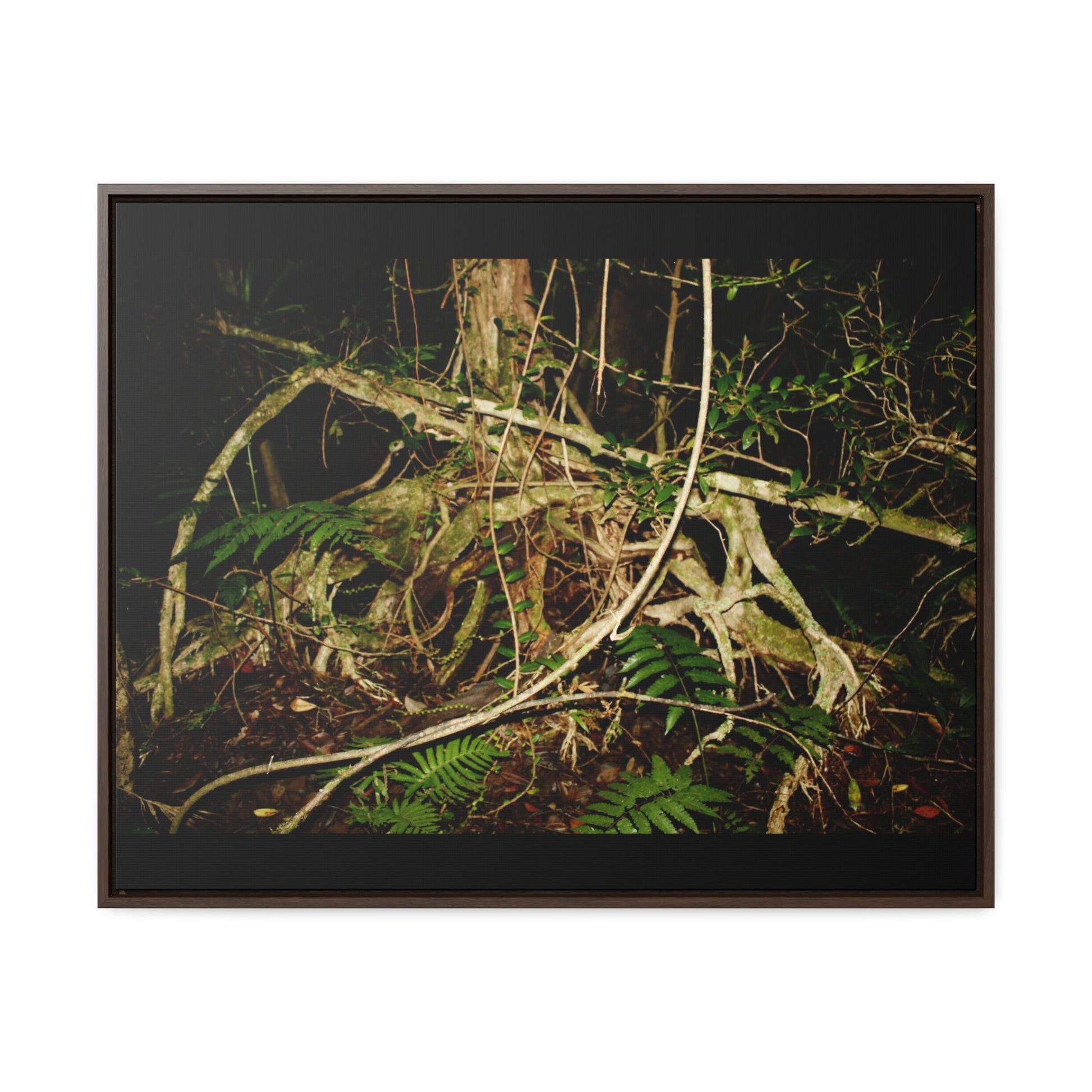 Rainforest Trails & Views - Gallery Canvas Wraps, Horizontal Frame - El Yunque National Forest - Puerto Rico - Tradewinds trail weird trees - Green Forest Home