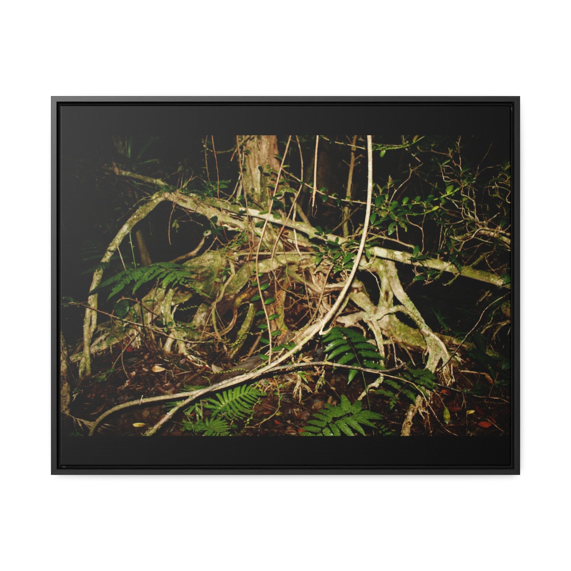 Rainforest Trails & Views - Gallery Canvas Wraps, Horizontal Frame - El Yunque National Forest - Puerto Rico - Tradewinds trail weird trees - Green Forest Home