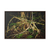 Rainforest Trails & Views - Gallery Canvas Wraps, Horizontal Frame - El Yunque National Forest - Puerto Rico - Tradewinds trail weird trees - Green Forest Home