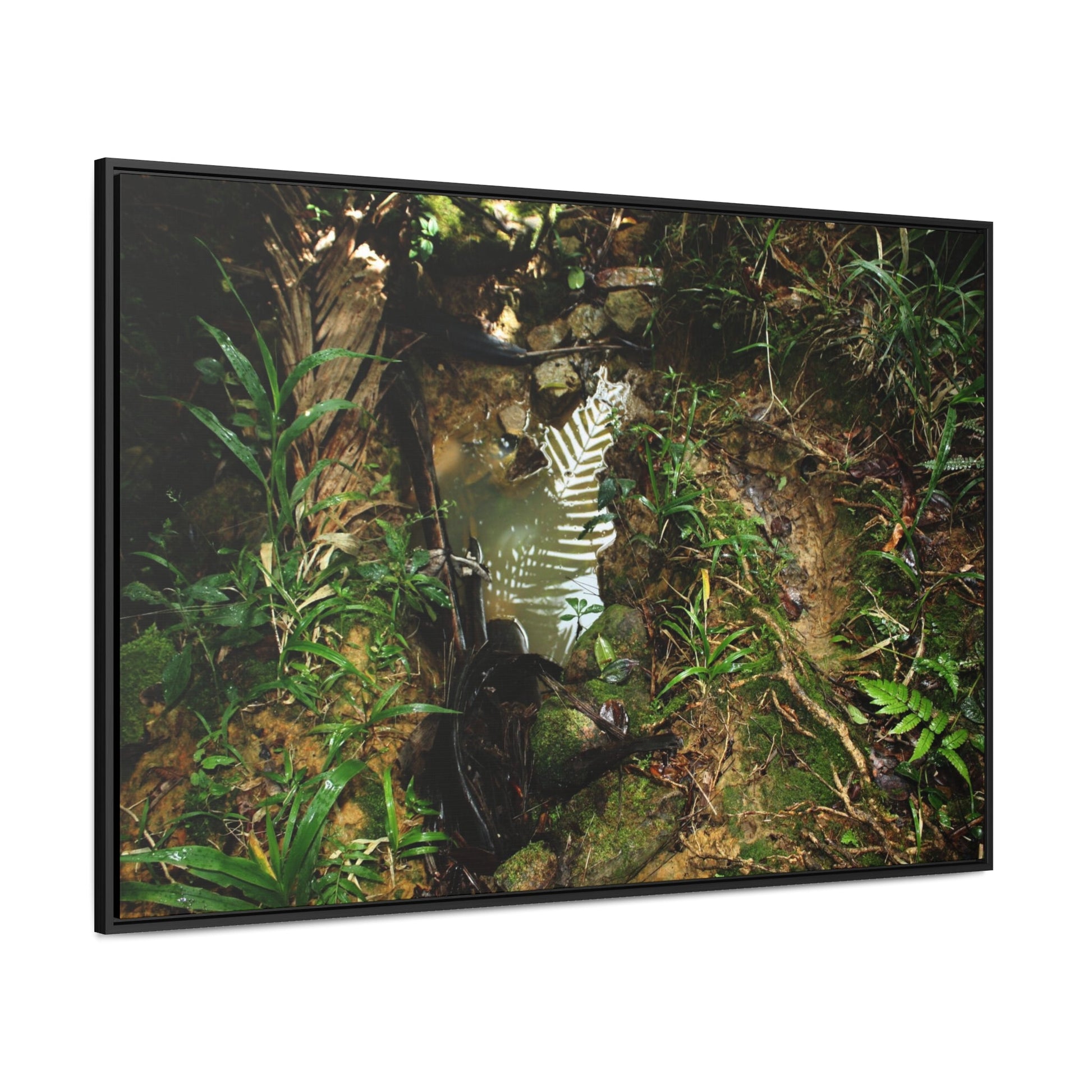 Rainforest Trails & Views - Gallery Canvas Wraps, Horizontal Frame - El Yunque National Forest - Puerto Rico - Tradewinds where streams begin - Green Forest Home