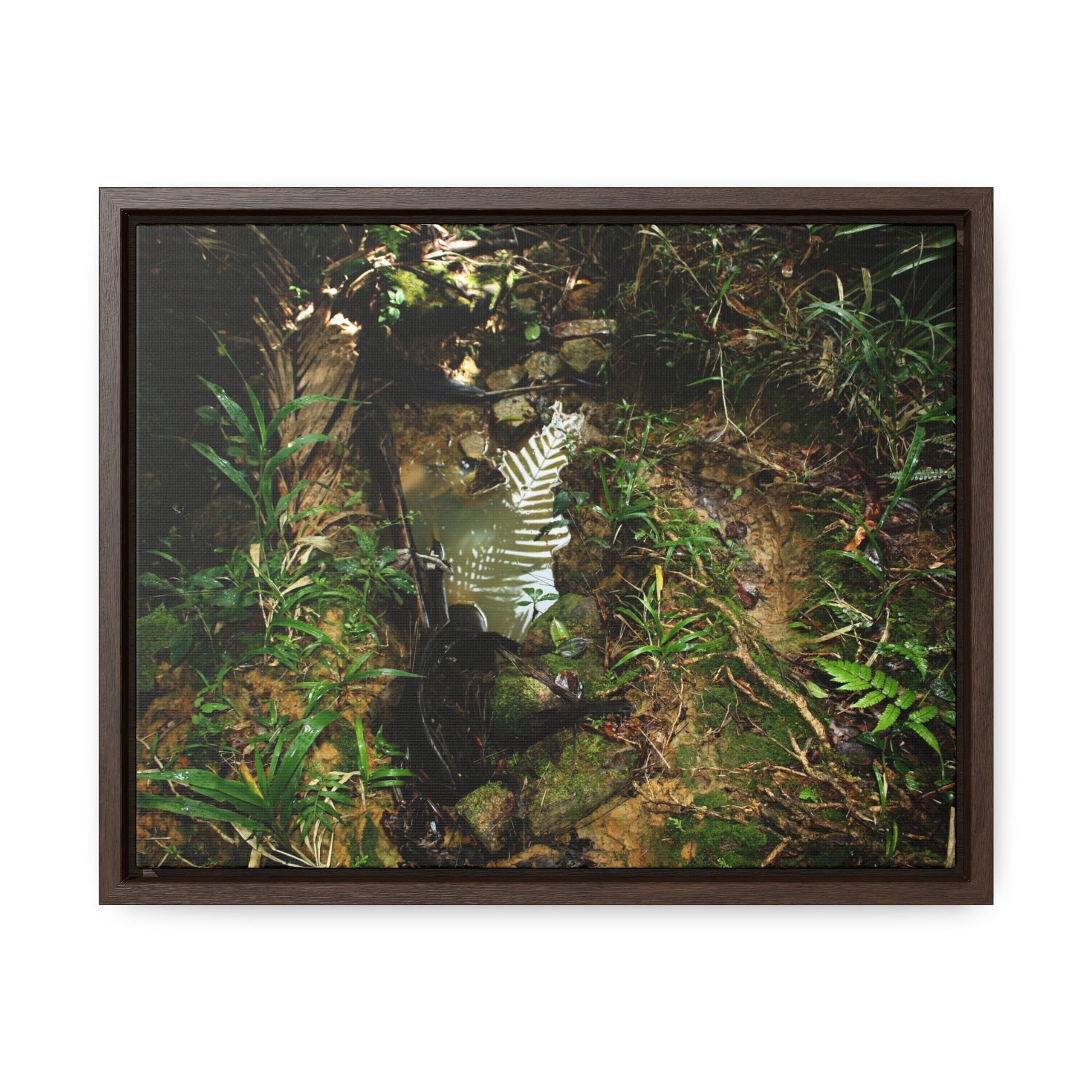 Rainforest Trails & Views - Gallery Canvas Wraps, Horizontal Frame - El Yunque National Forest - Puerto Rico - Tradewinds where streams begin - Green Forest Home