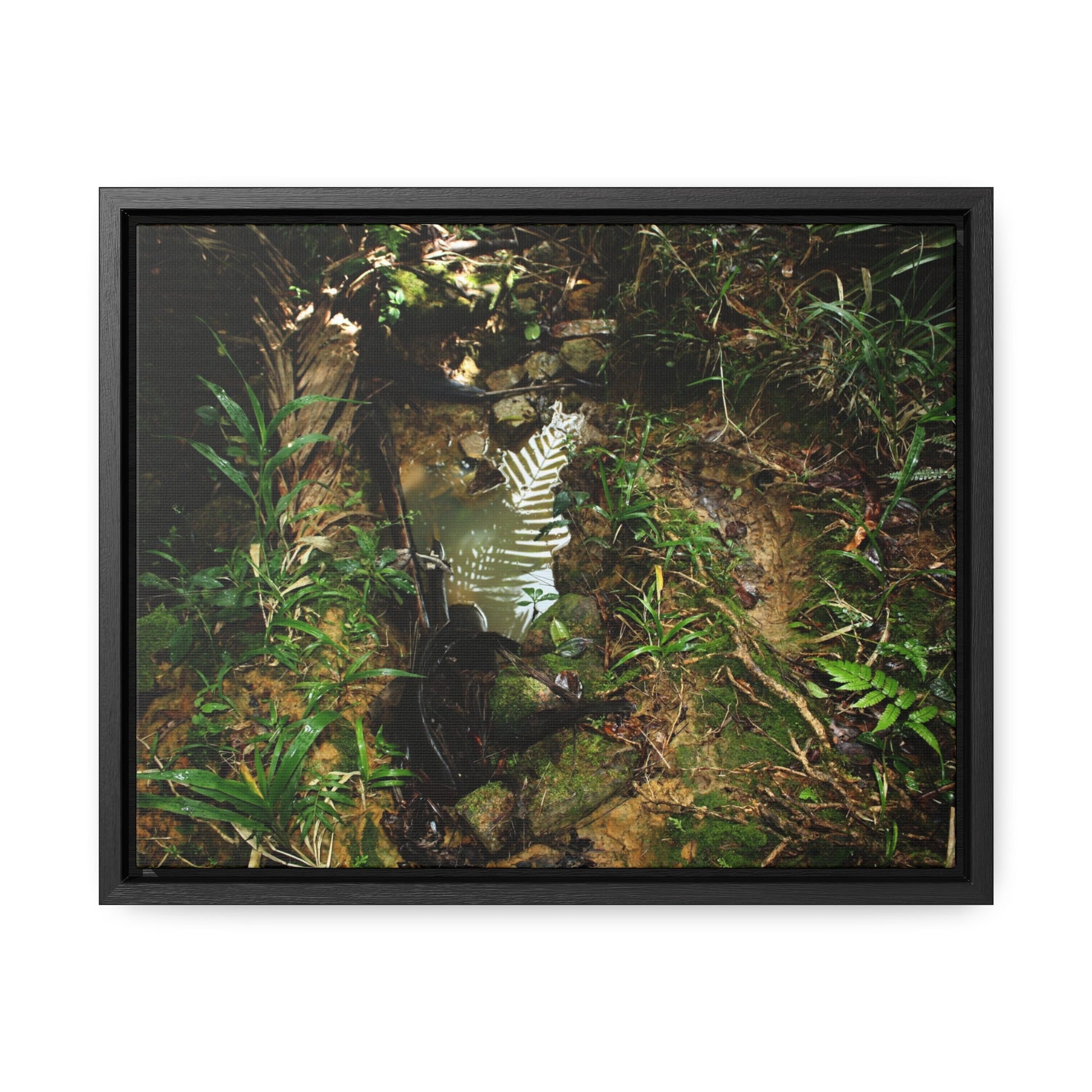 Rainforest Trails & Views - Gallery Canvas Wraps, Horizontal Frame - El Yunque National Forest - Puerto Rico - Tradewinds where streams begin - Green Forest Home