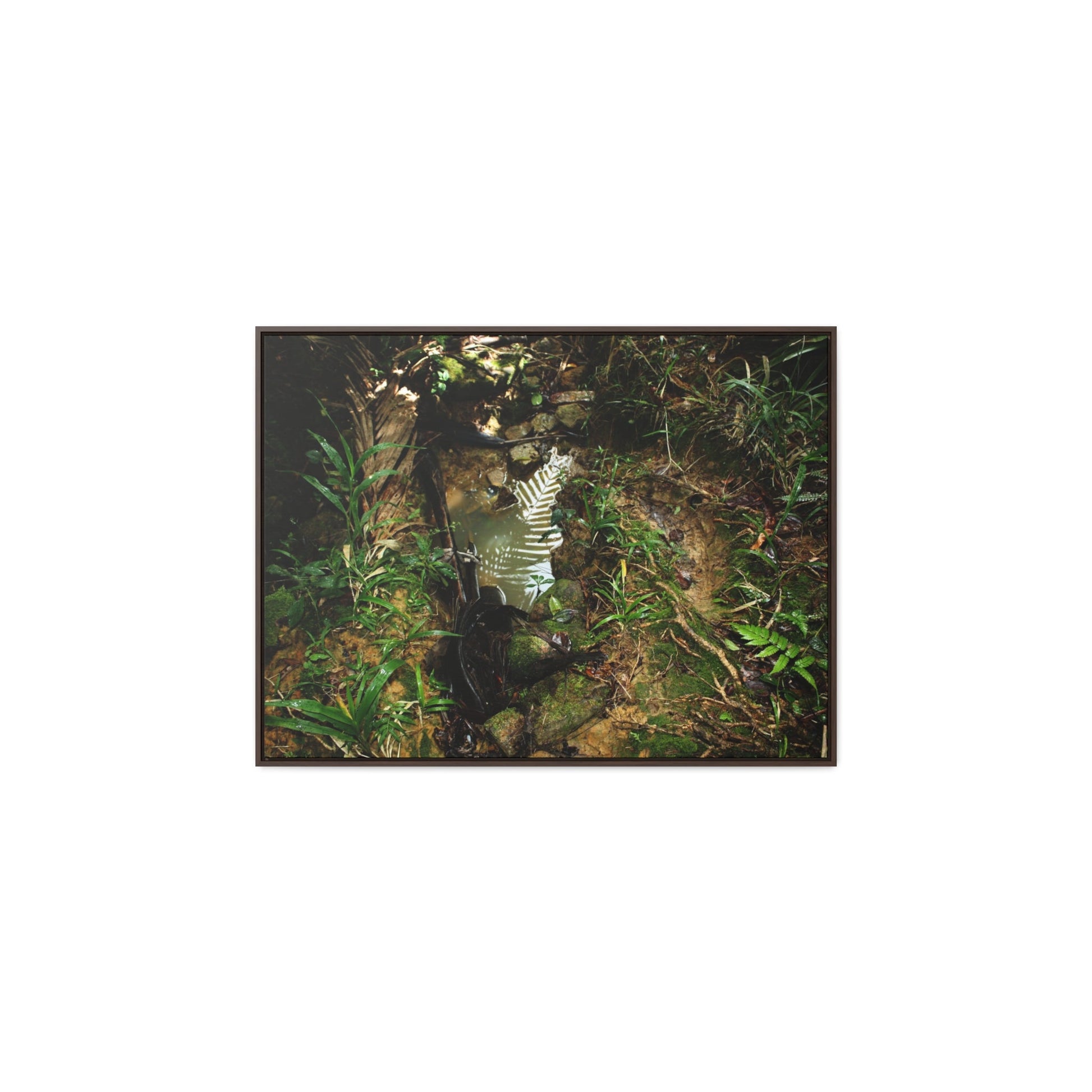Rainforest Trails & Views - Gallery Canvas Wraps, Horizontal Frame - El Yunque National Forest - Puerto Rico - Tradewinds where streams begin - Green Forest Home