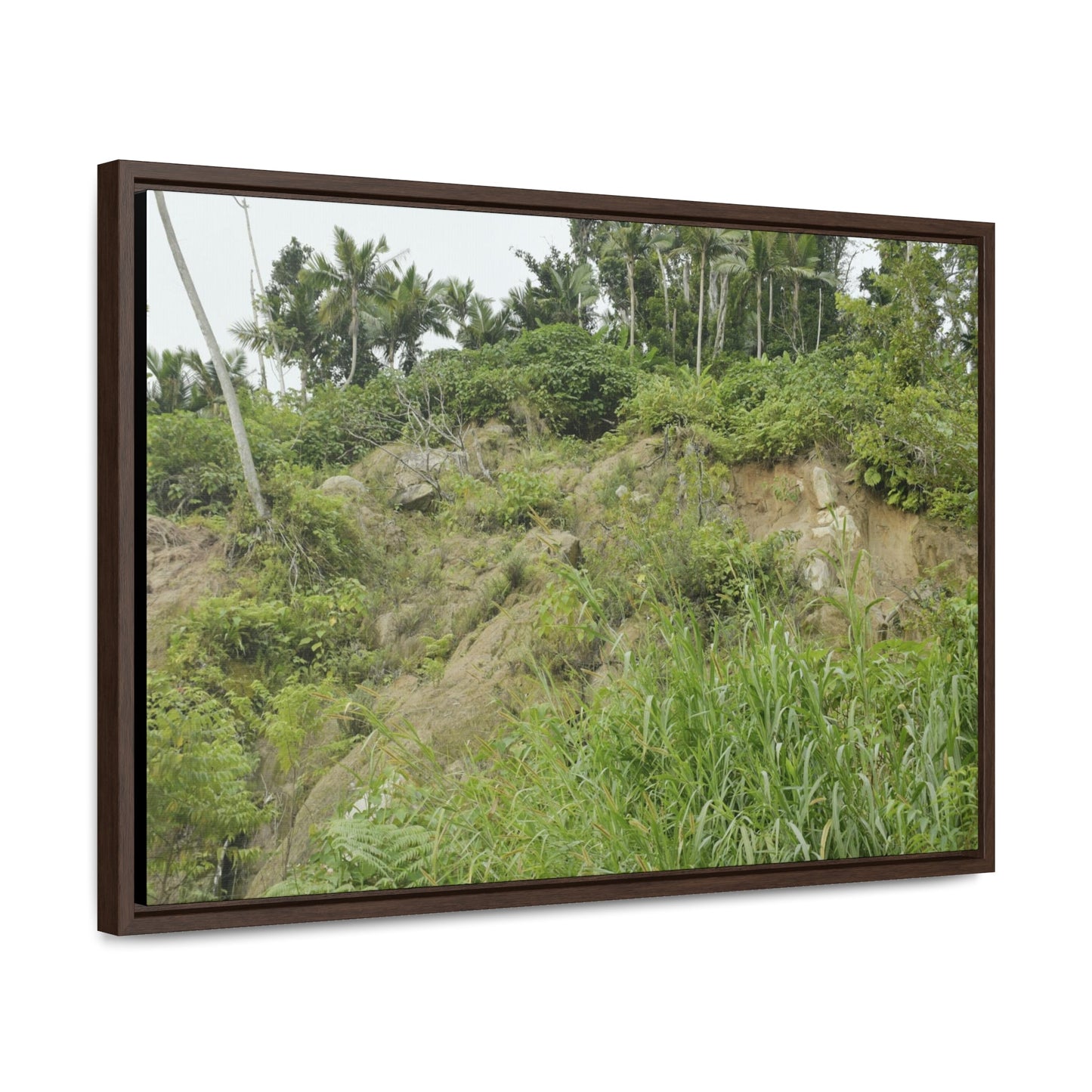 Rainforest Trails & Views - Gallery Canvas Wraps, Horizontal Frame - El Yunque National Forest - Puerto Rico - Tropical plant Heliconia - Green Forest Home