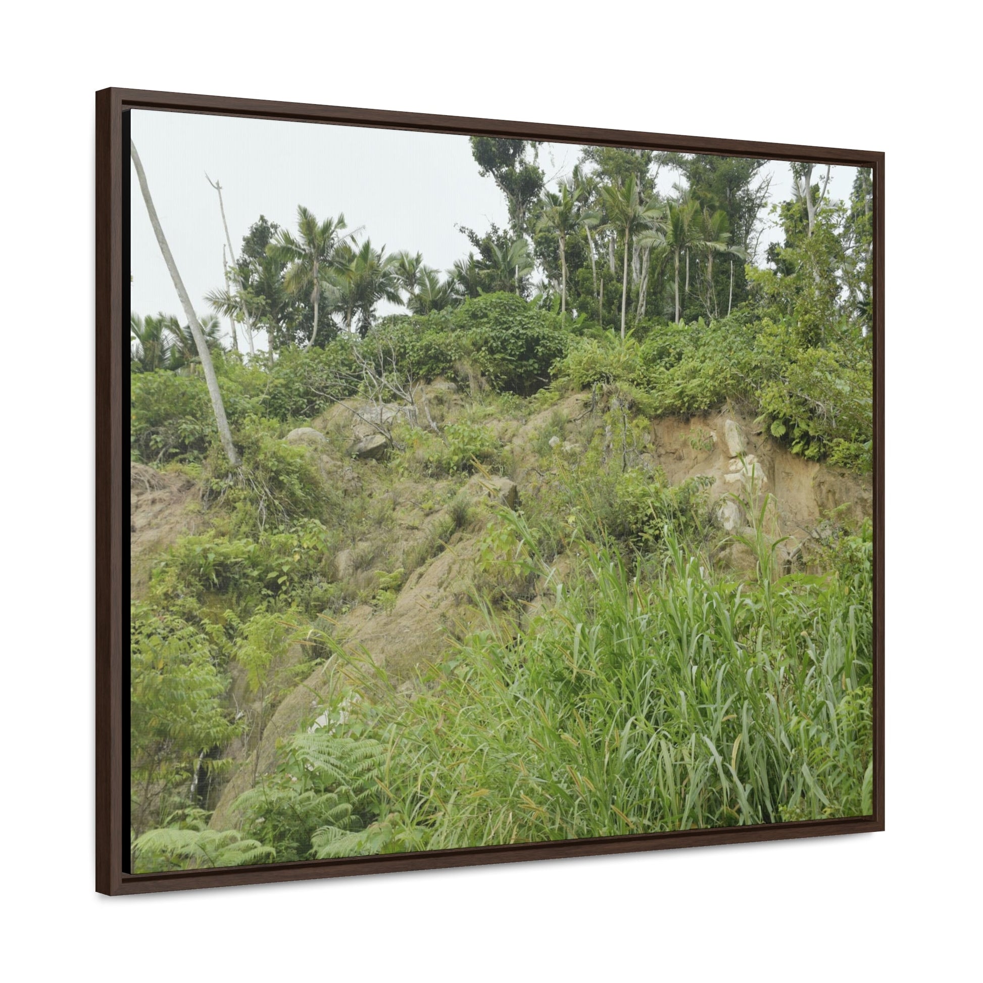 Rainforest Trails & Views - Gallery Canvas Wraps, Horizontal Frame - El Yunque National Forest - Puerto Rico - Tropical plant Heliconia - Green Forest Home