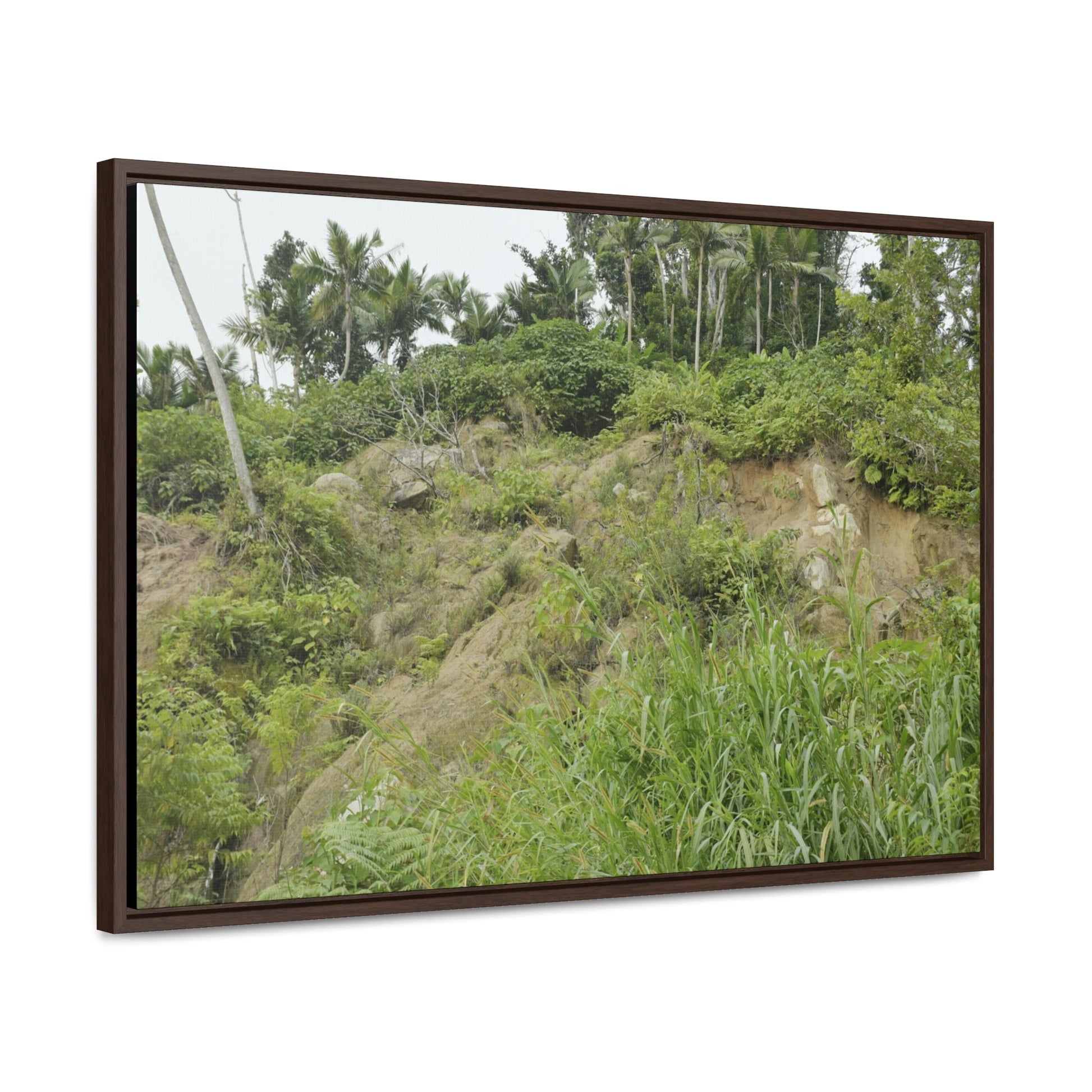 Rainforest Trails & Views - Gallery Canvas Wraps, Horizontal Frame - El Yunque National Forest - Puerto Rico - Tropical plant Heliconia - Green Forest Home