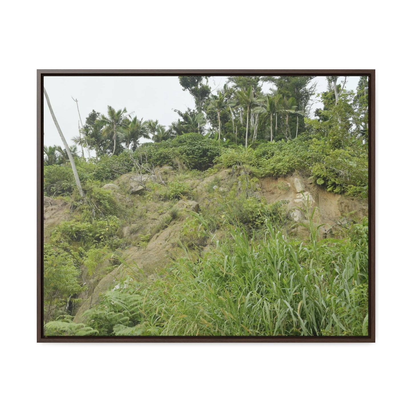 Rainforest Trails & Views - Gallery Canvas Wraps, Horizontal Frame - El Yunque National Forest - Puerto Rico - Tropical plant Heliconia - Green Forest Home