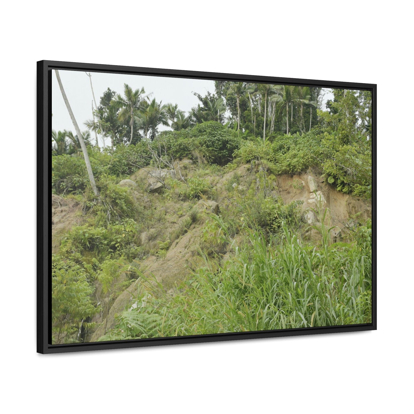Rainforest Trails & Views - Gallery Canvas Wraps, Horizontal Frame - El Yunque National Forest - Puerto Rico - Tropical plant Heliconia - Green Forest Home