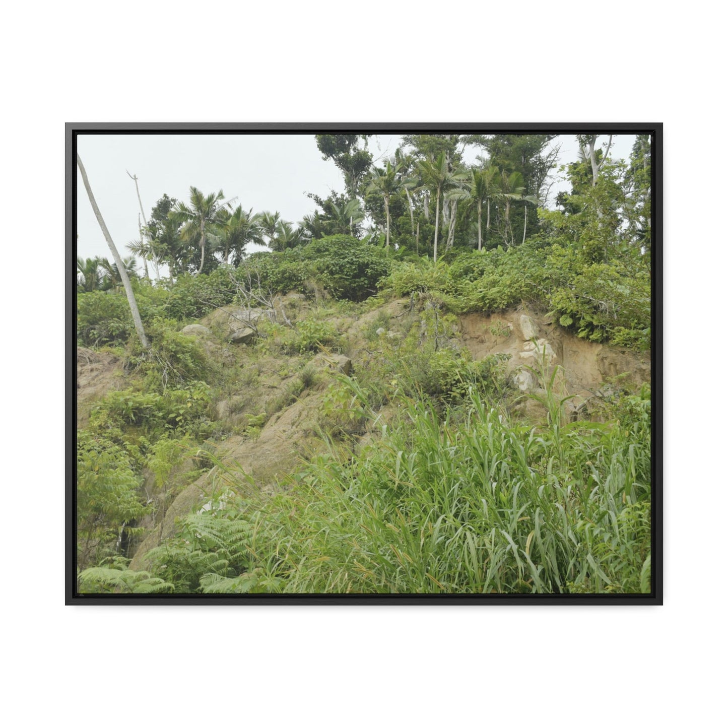 Rainforest Trails & Views - Gallery Canvas Wraps, Horizontal Frame - El Yunque National Forest - Puerto Rico - Tropical plant Heliconia - Green Forest Home