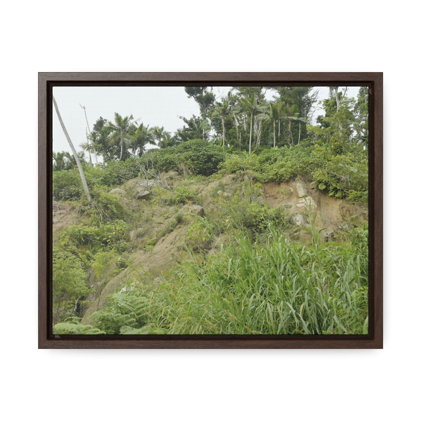 Rainforest Trails & Views - Gallery Canvas Wraps, Horizontal Frame - El Yunque National Forest - Puerto Rico - Tropical plant Heliconia - Green Forest Home