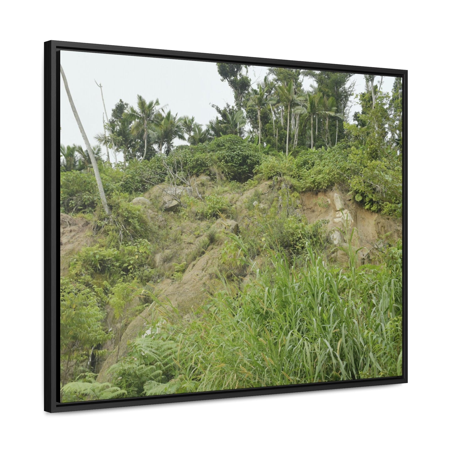 Rainforest Trails & Views - Gallery Canvas Wraps, Horizontal Frame - El Yunque National Forest - Puerto Rico - Tropical plant Heliconia - Green Forest Home