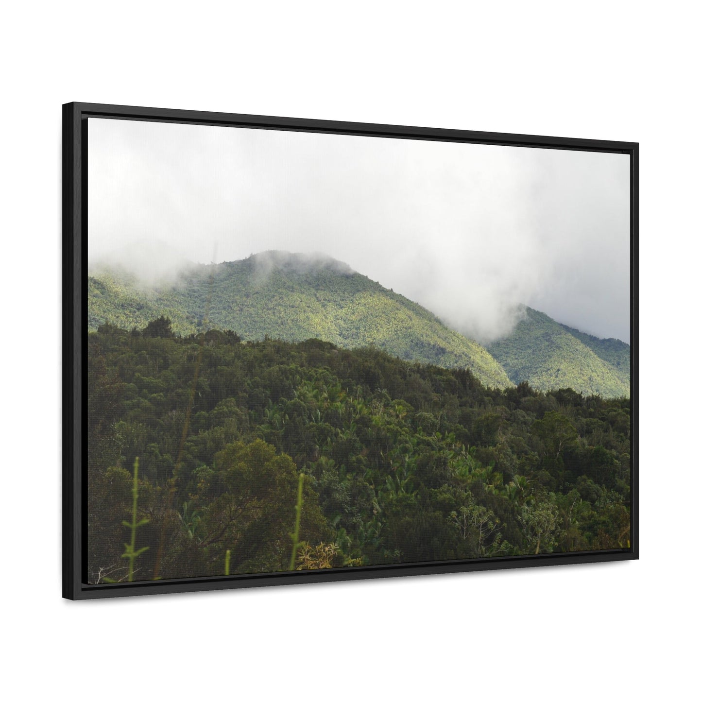 Rainforest Trails & Views - Gallery Canvas Wraps, Horizontal Frame - El Yunque National Forest - Puerto Rico - View from Closed PR191 road - Green Forest Home
