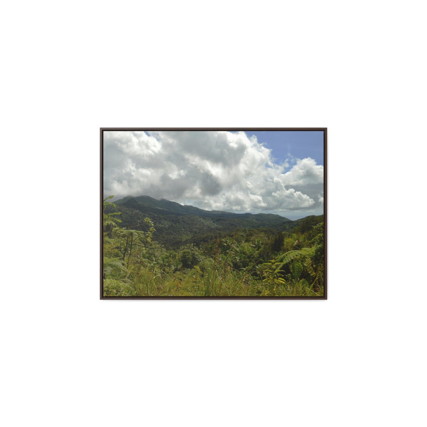 Rainforest Trails & Views - Gallery Canvas Wraps, Horizontal Frame - El Yunque National Forest - Puerto Rico - View from PR191 closed forest road - Green Forest Home