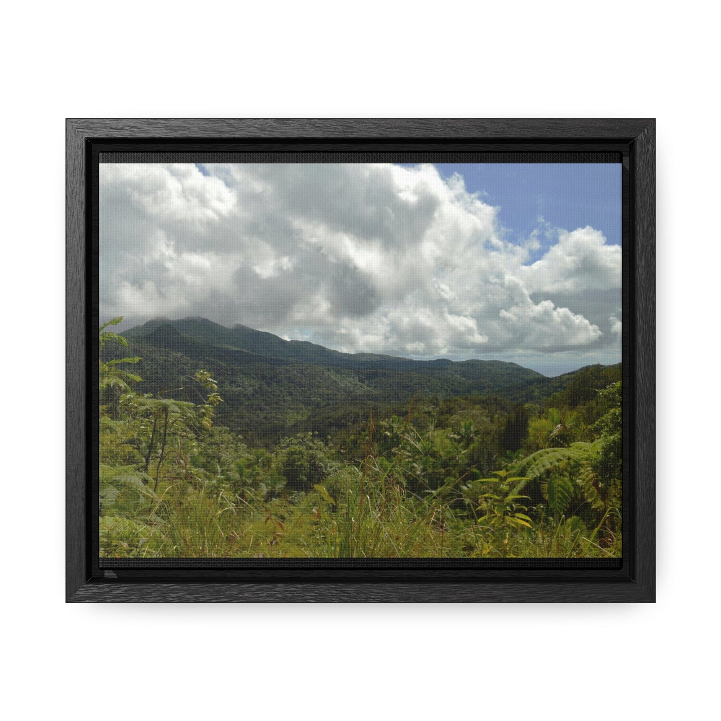 Rainforest Trails & Views - Gallery Canvas Wraps, Horizontal Frame - El Yunque National Forest - Puerto Rico - View from PR191 closed forest road - Green Forest Home