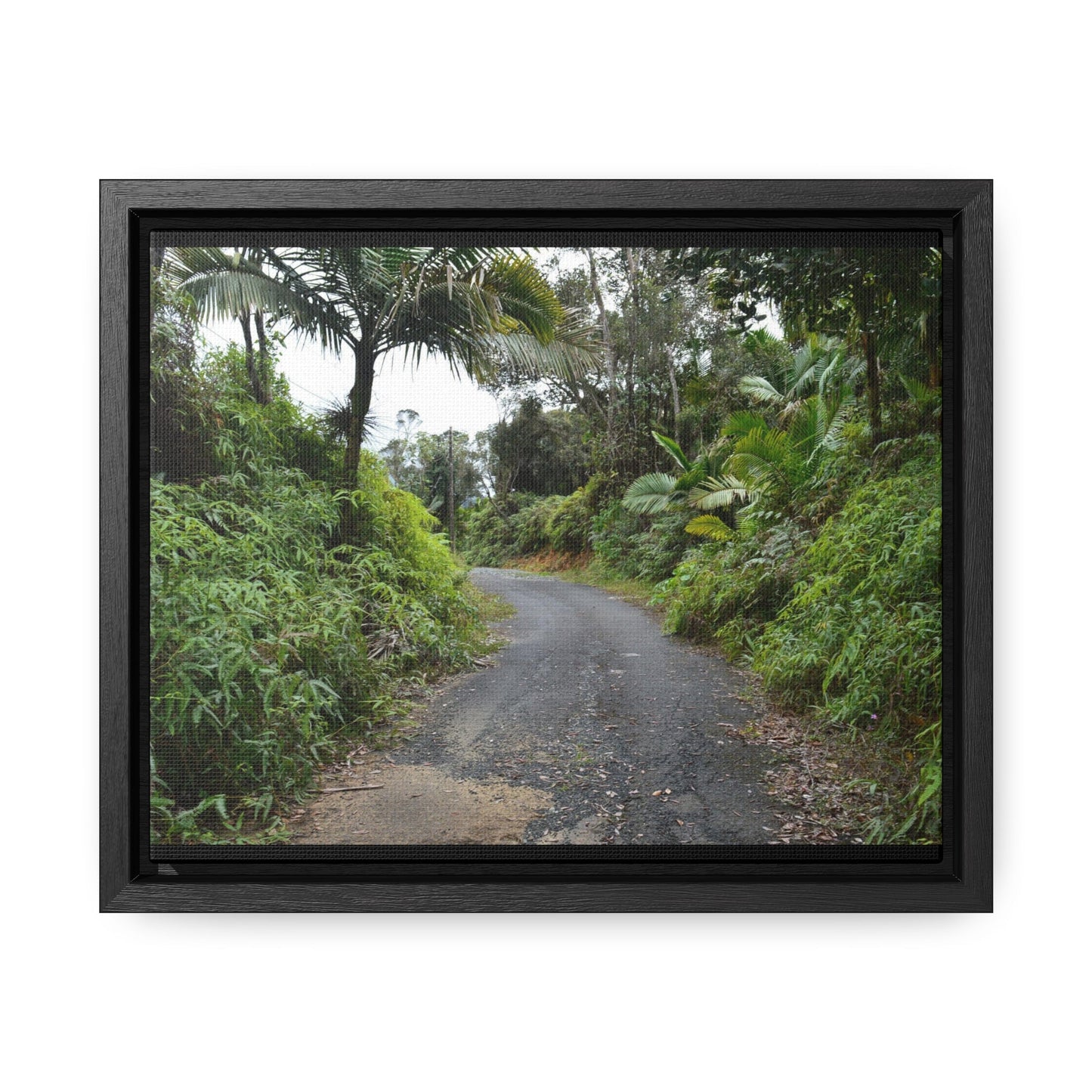Rainforest Trails & Views - Gallery Canvas Wraps, Horizontal Frame - El Yunque National Forest - Puerto Rico - View from PR191 closed forest road - Green Forest Home