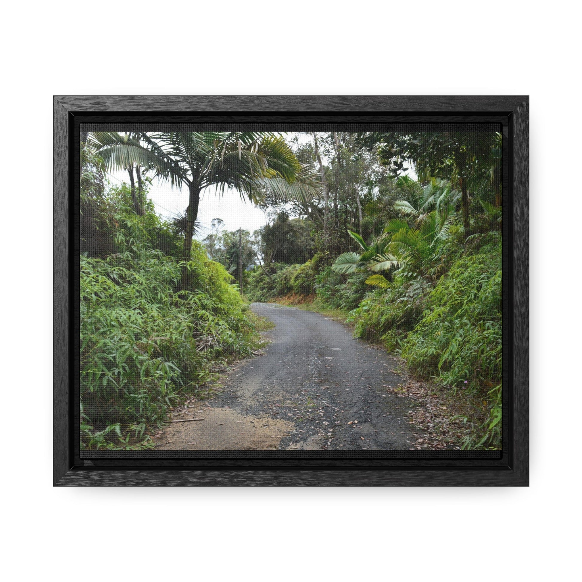 Rainforest Trails & Views - Gallery Canvas Wraps, Horizontal Frame - El Yunque National Forest - Puerto Rico - View from PR191 closed forest road - Green Forest Home