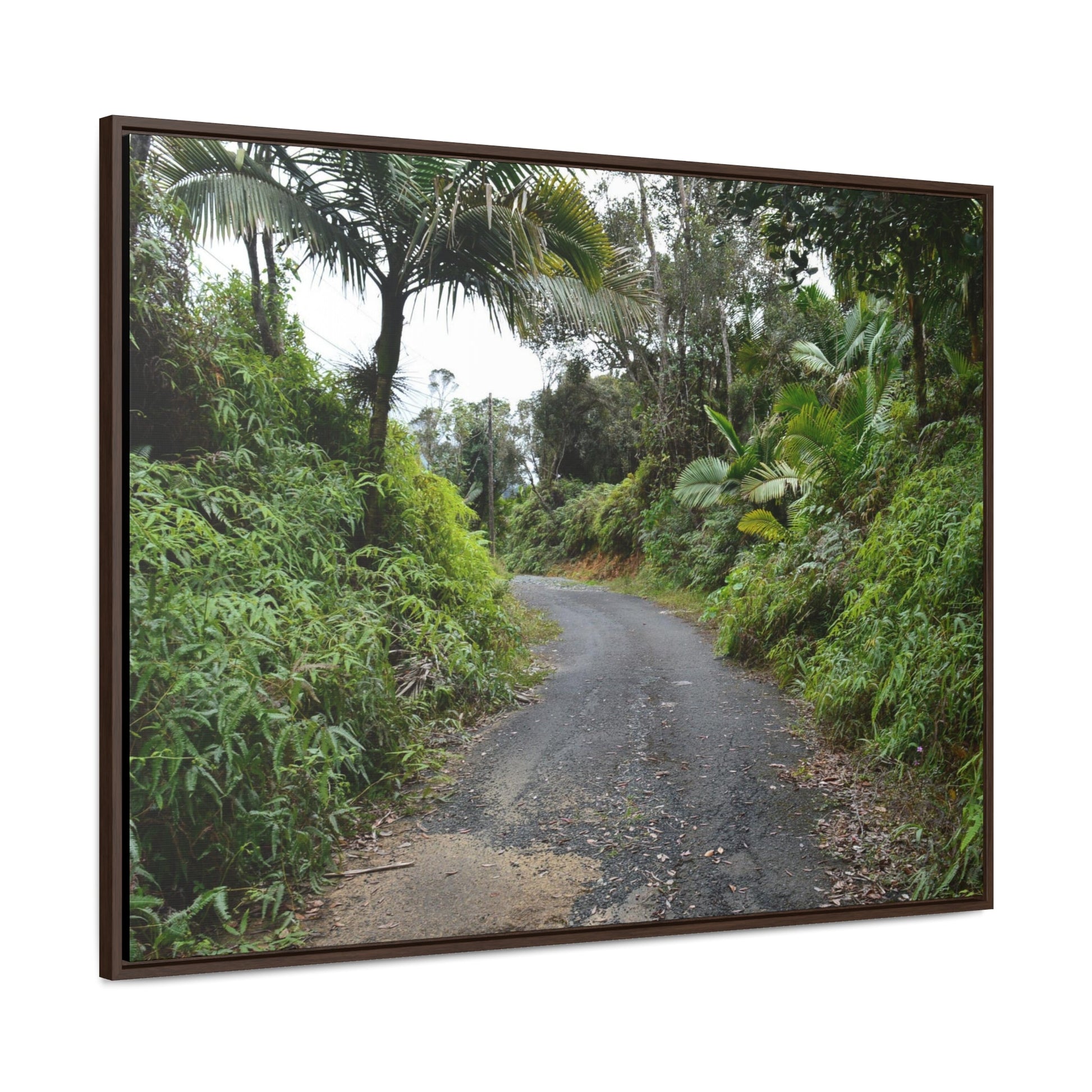 Rainforest Trails & Views - Gallery Canvas Wraps, Horizontal Frame - El Yunque National Forest - Puerto Rico - View from PR191 closed forest road - Green Forest Home
