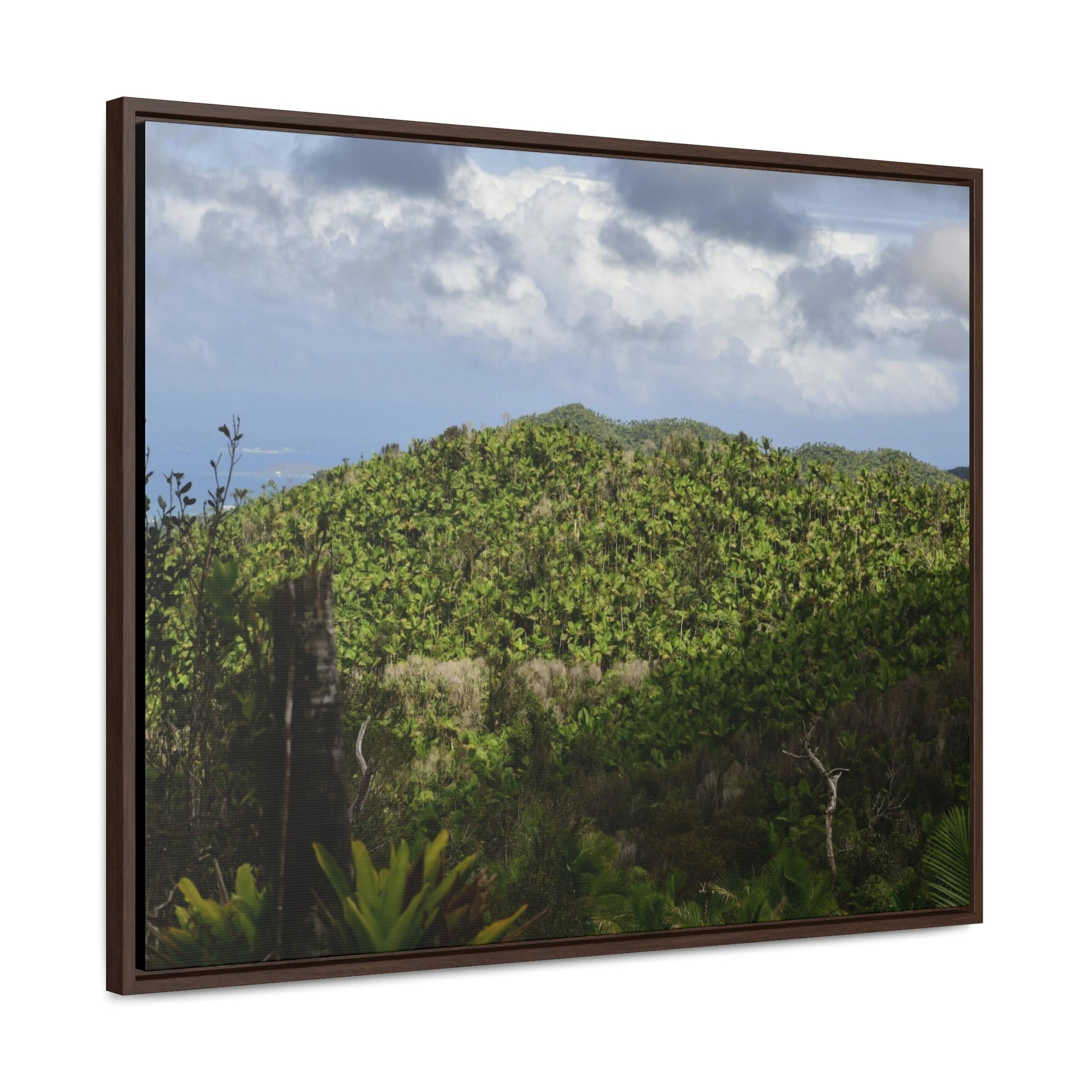 Rainforest Trails & Views - Gallery Canvas Wraps, Horizontal Frame - El Yunque National Forest - Puerto Rico - View of East Peak road and the Sierra Palm forest - Green Forest Home