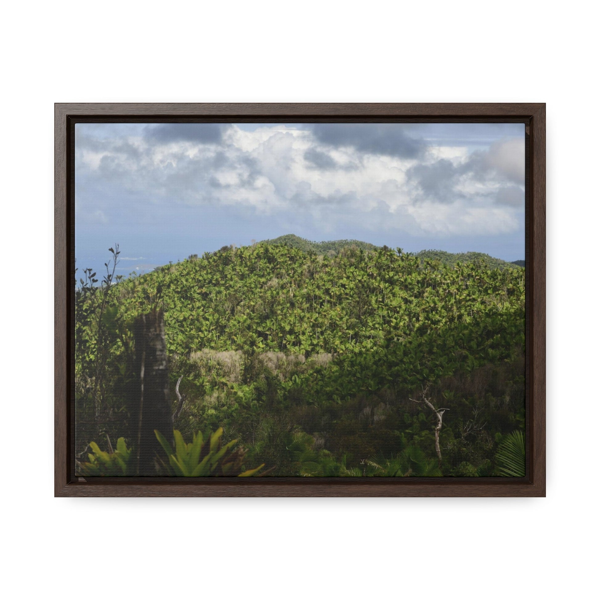 Rainforest Trails & Views - Gallery Canvas Wraps, Horizontal Frame - El Yunque National Forest - Puerto Rico - View of East Peak road and the Sierra Palm forest - Green Forest Home