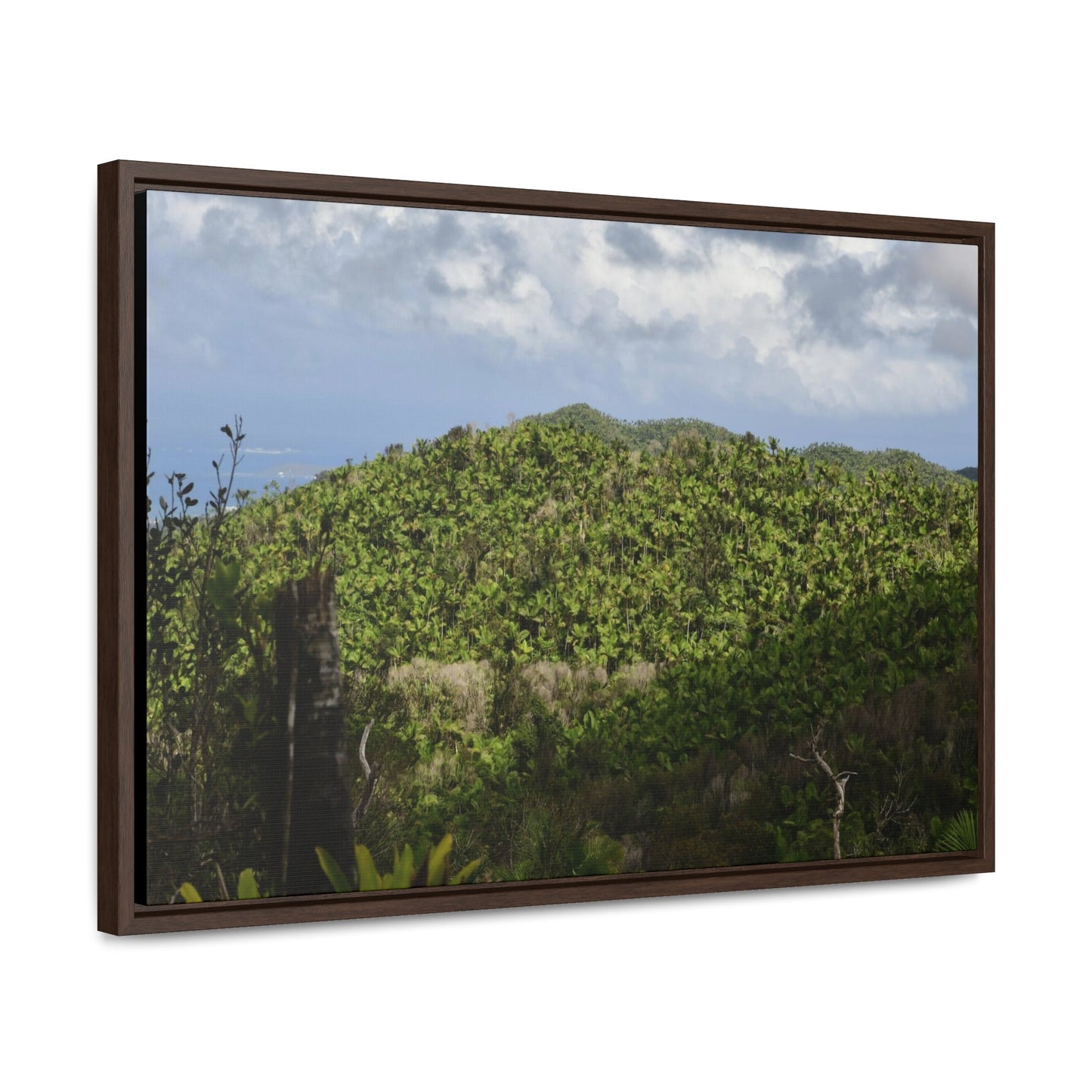 Rainforest Trails & Views - Gallery Canvas Wraps, Horizontal Frame - El Yunque National Forest - Puerto Rico - View of East Peak road and the Sierra Palm forest - Green Forest Home