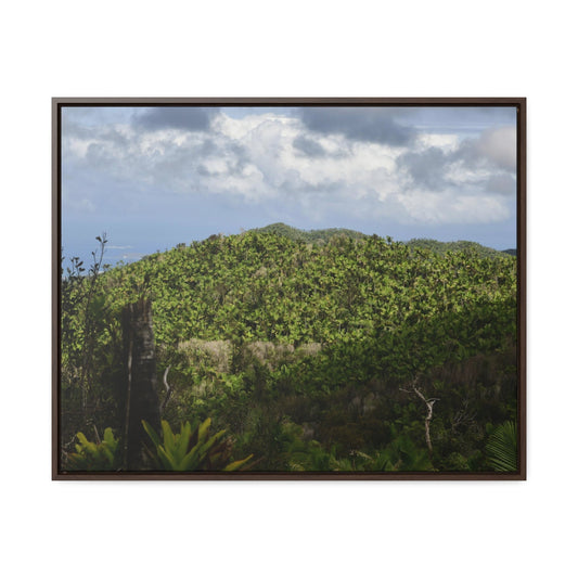 Rainforest Trails & Views - Gallery Canvas Wraps, Horizontal Frame - El Yunque National Forest - Puerto Rico - View of East Peak road and the Sierra Palm forest - Green Forest Home