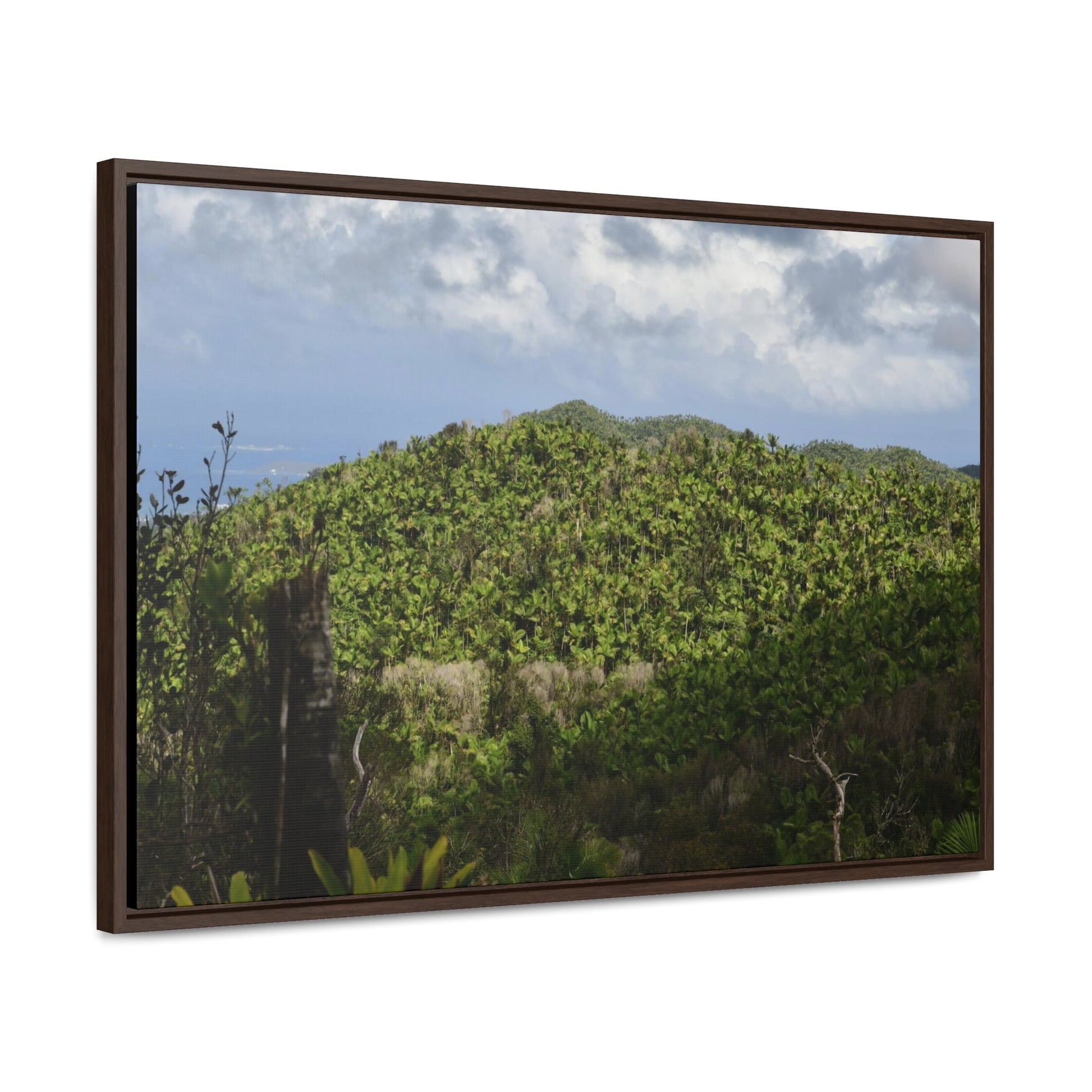 Rainforest Trails & Views - Gallery Canvas Wraps, Horizontal Frame - El Yunque National Forest - Puerto Rico - View of East Peak road and the Sierra Palm forest - Green Forest Home